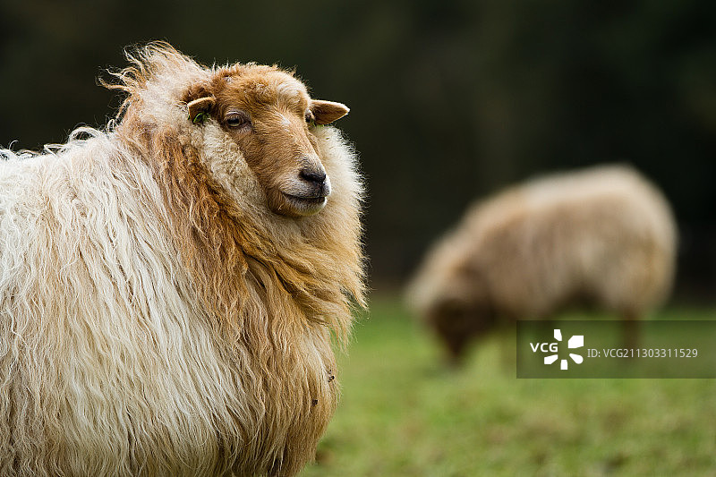 荷兰德温厄洛原野上的绵羊特写图片素材