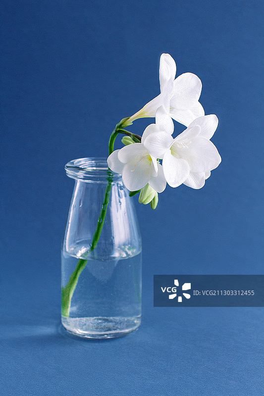 桌上花瓶里的花朵特写，背景是墙图片素材