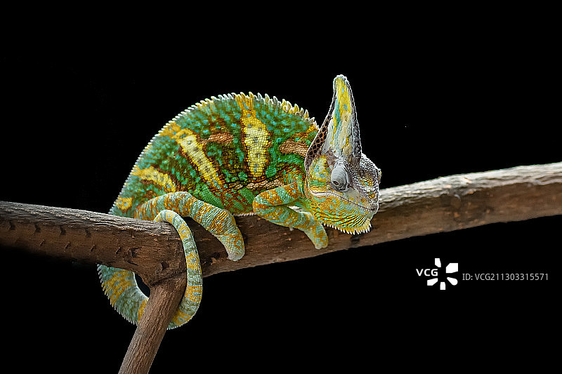 黑色背景下的树枝蜥蜴特写图片素材