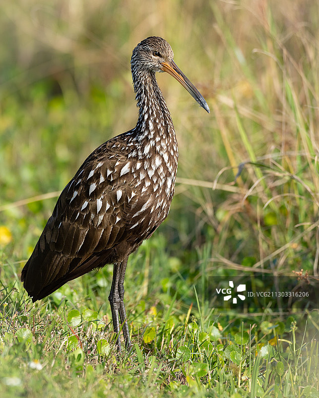 栖息在草地上的鸟类特写，美国佛罗里达州布里瓦德县图片素材