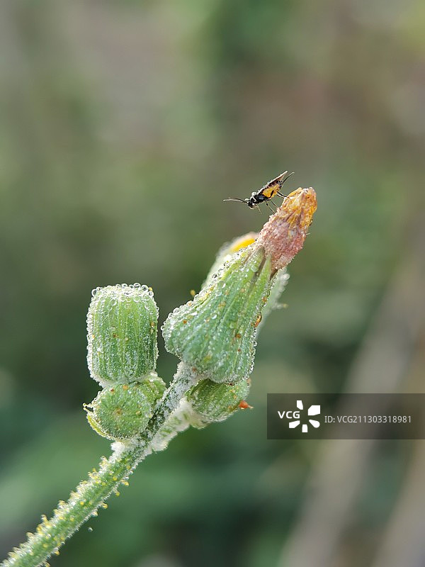 霜露挂枝头 孤影徒伤悲图片素材