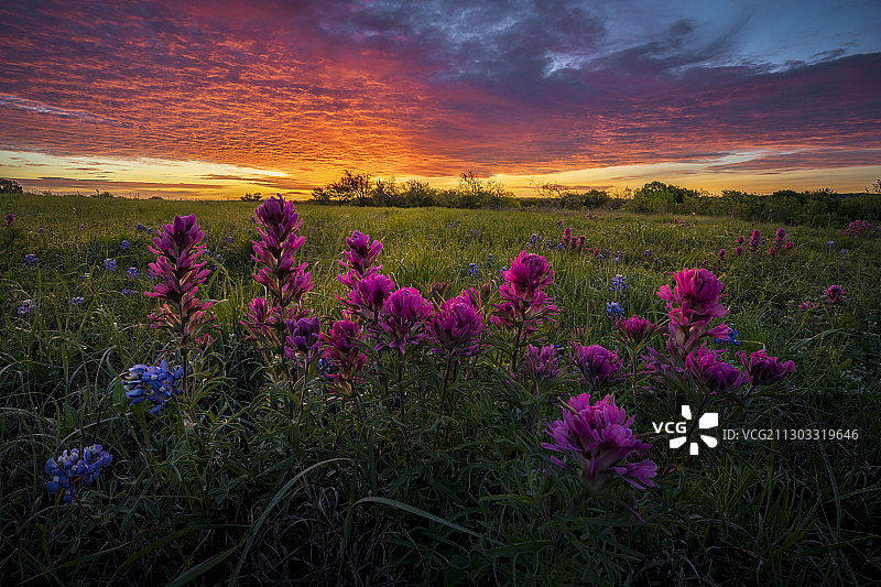 日落时分田野上盛开植物与天空的风景图片素材