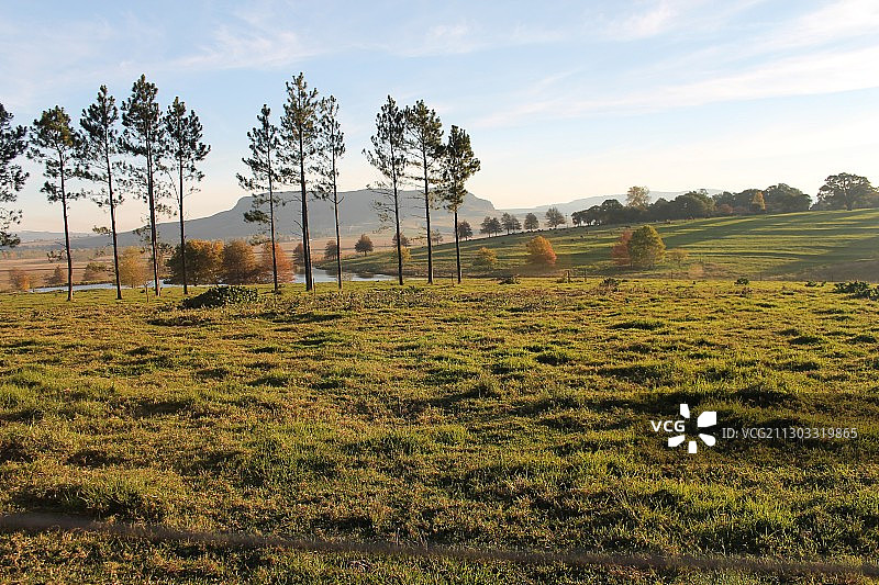 南非彼得马里茨堡的田野树木图片素材
