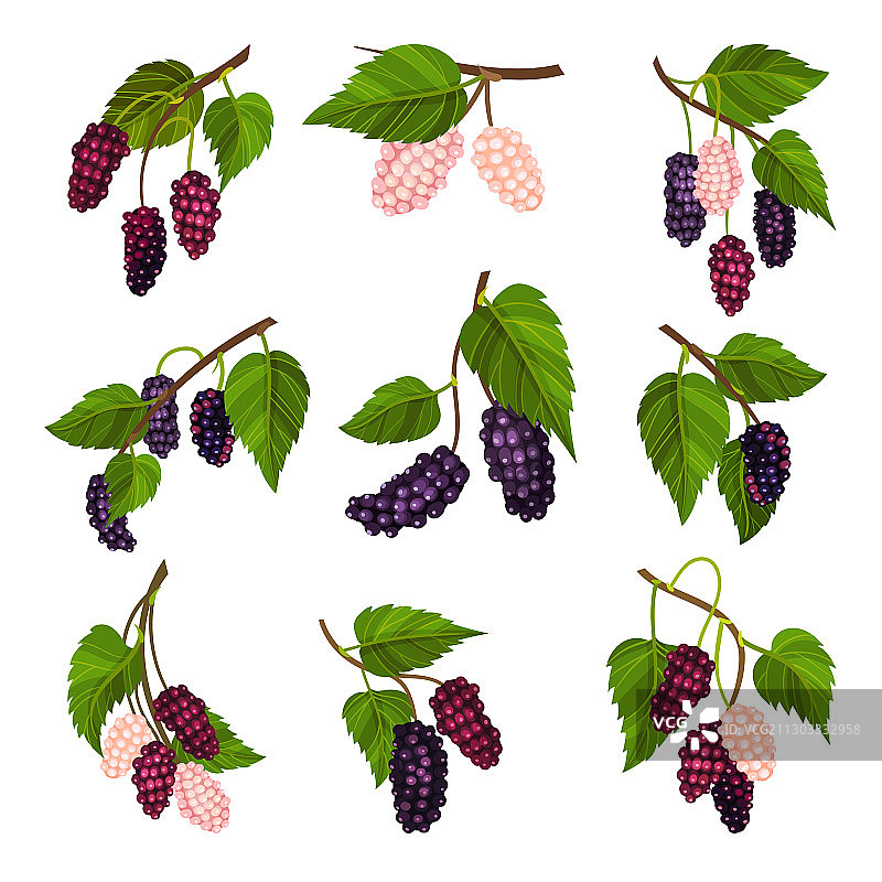 带有未成熟粉色浆果的桑树枝图片素材