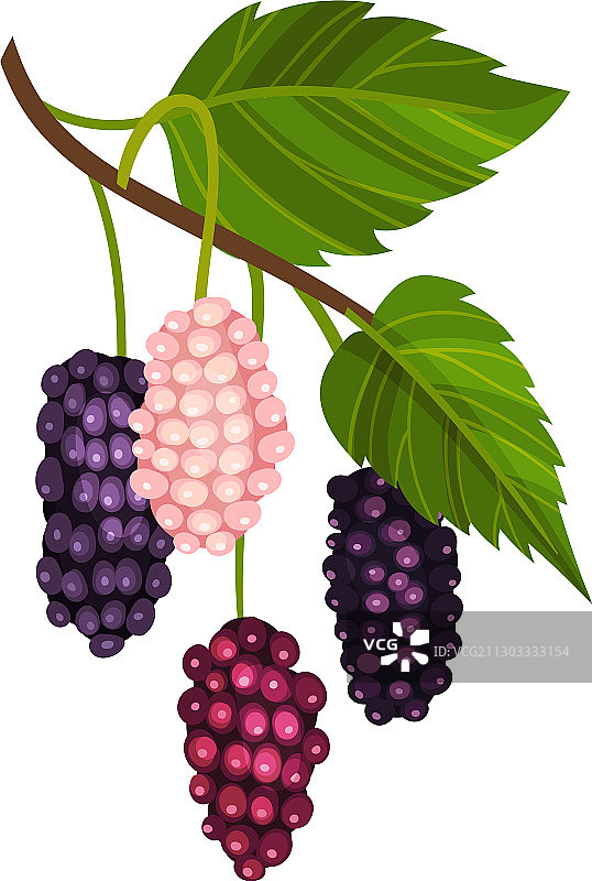 带有未成熟粉色浆果的桑树枝图片素材