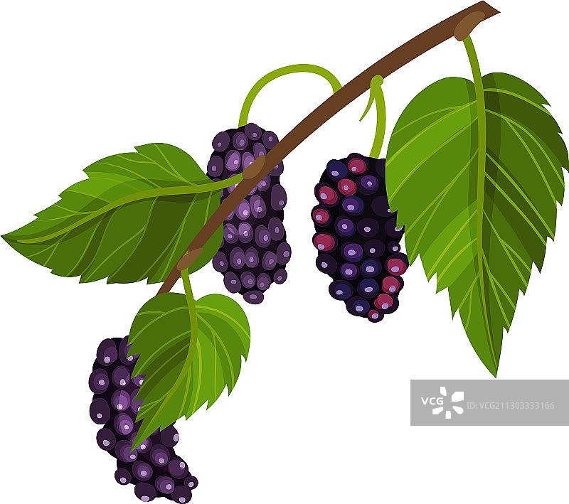 带成熟桑葚的桑树枝图片素材