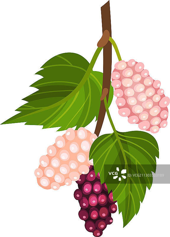 带有未成熟粉红色浆果和红色桑葚树枝图片素材