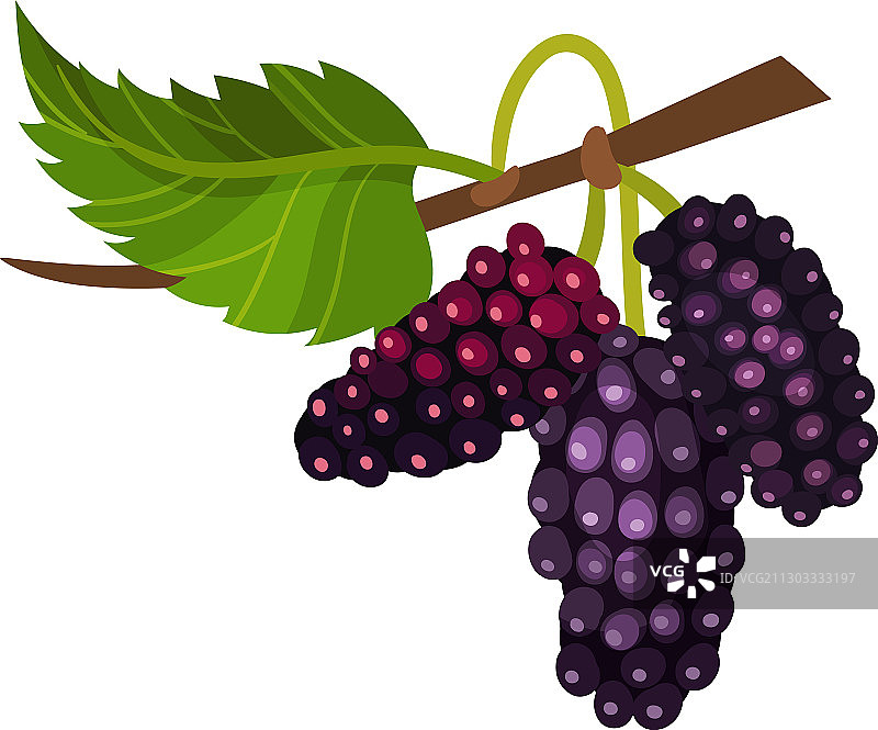 带成熟桑葚的桑树枝图片素材