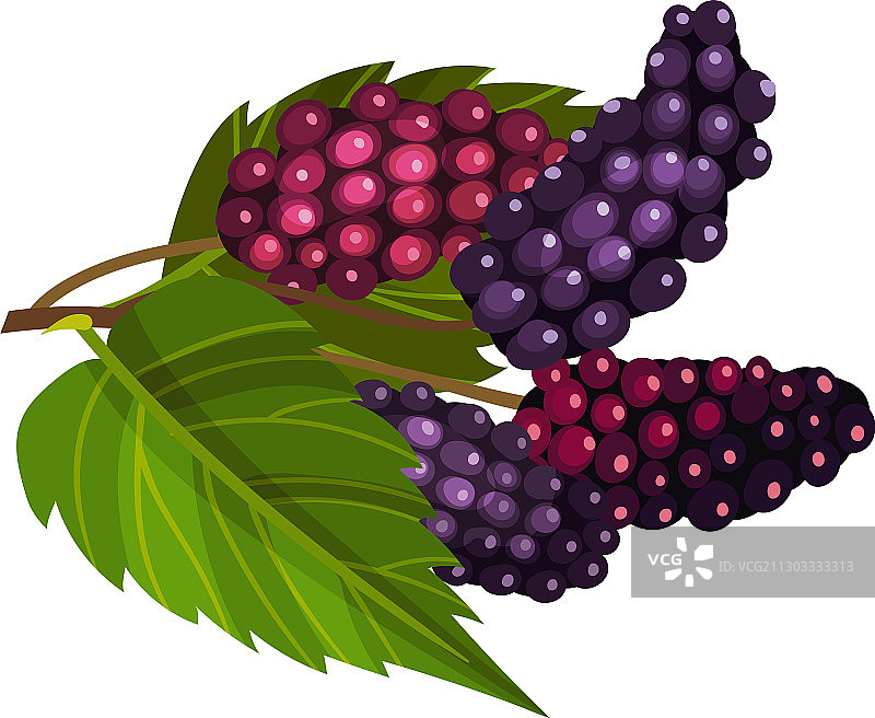 带成熟桑葚的桑树枝图片素材