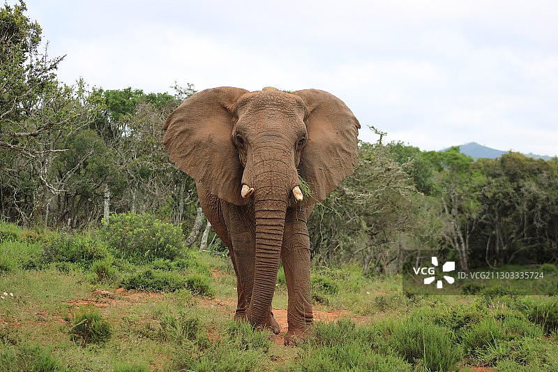 在草地上行走的小象图片素材