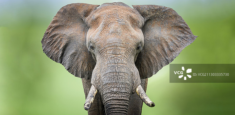 克鲁格国家公园大象特写图片素材
