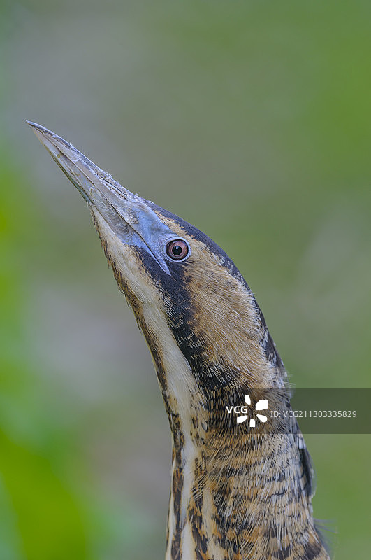 特写的鸟图片素材