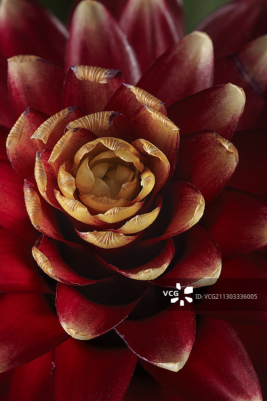 红玫瑰的特写图片素材