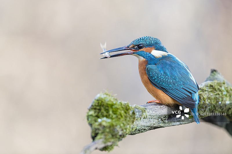 翠鸟栖息在树枝上的特写图片素材