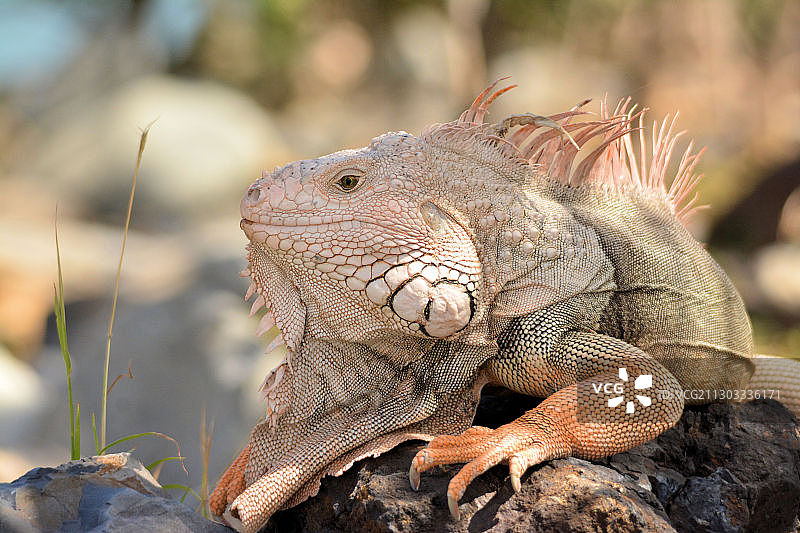 荷属圣马丁，岩石上的鬣蜥特写图片素材