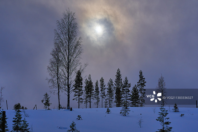 瑞典温德尔雪地上的树木图片素材