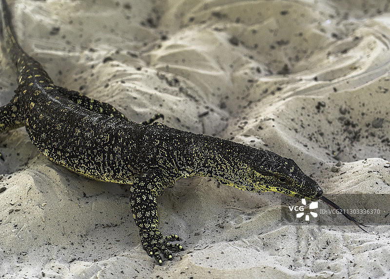 澳大利亚昆士兰州圣灵群岛沙滩上蜥蜴的高角度视图图片素材
