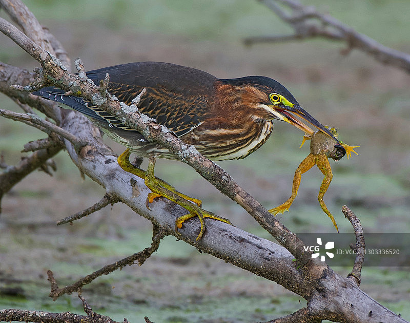 栖息在树枝上的鸟儿特写，安大略省，加拿大图片素材