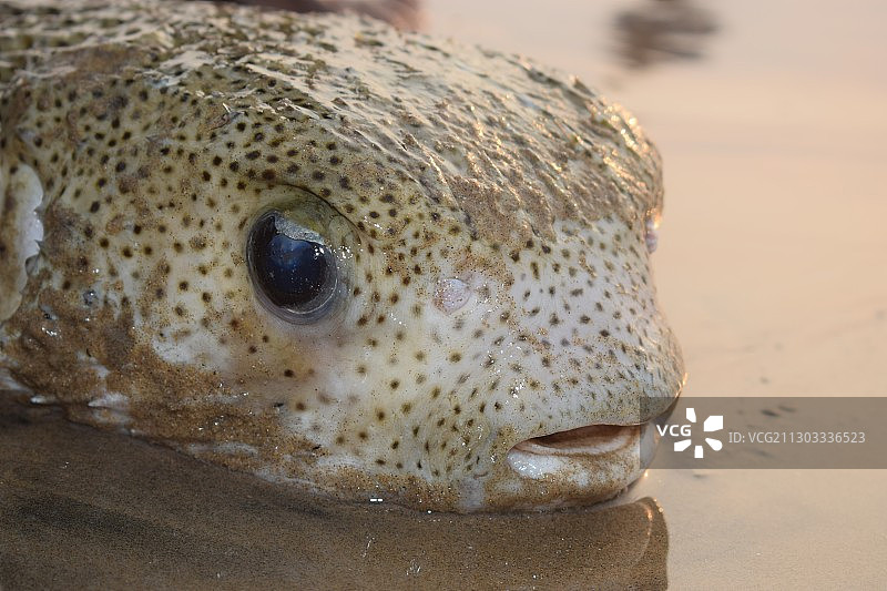 岩石上海豹的特写图片素材