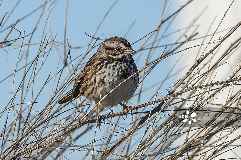 低角度拍摄：鸟儿栖息在加利福尼亚州圣克鲁斯光秃秃的树上图片素材
