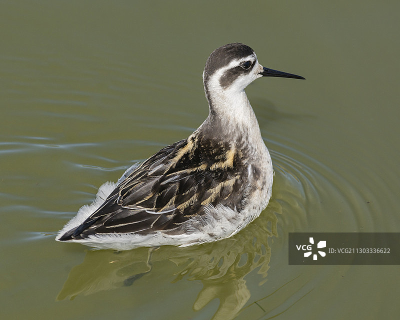 美国加利福尼亚州圣克鲁斯湖中游泳的鸭子特写图片素材