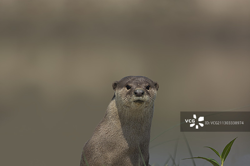 岩石上海豹的特写图片素材