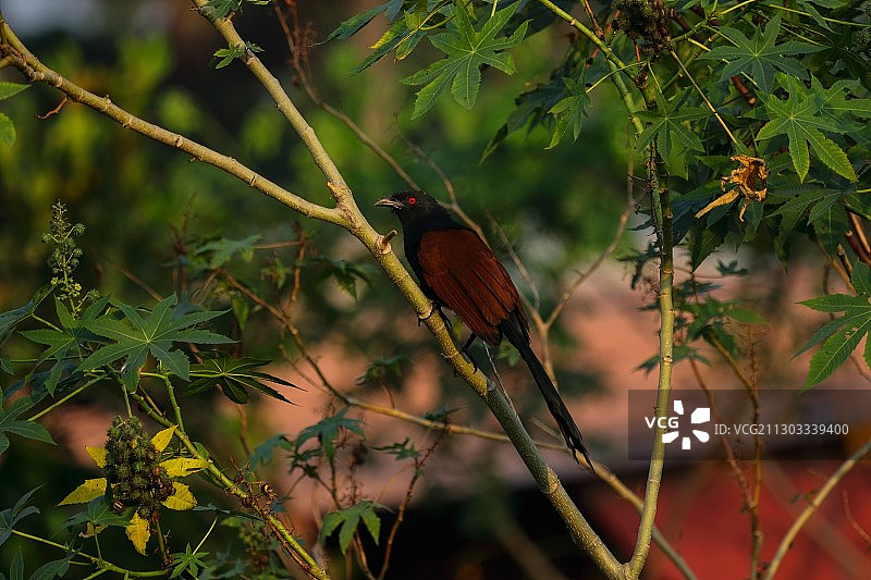 栖息在树上的鸟儿特写，印度喀拉拉邦科钦图片素材