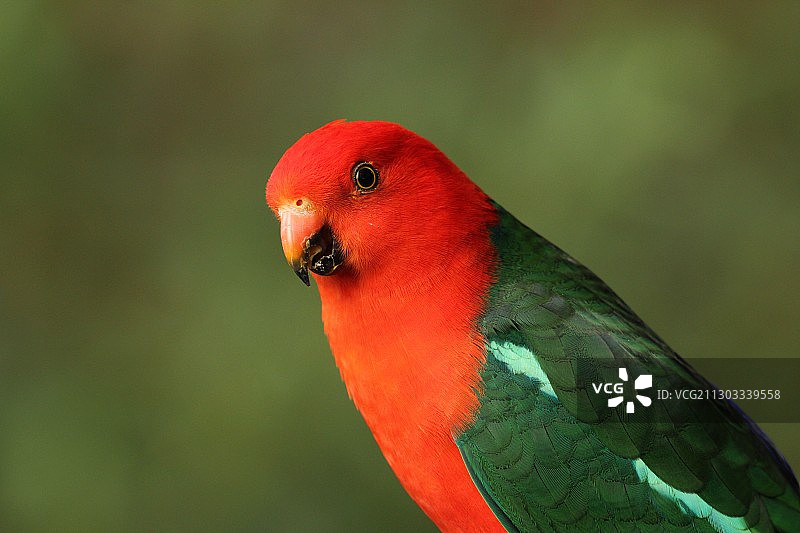 特写：澳大利亚维多利亚州盆地的鹦鹉图片素材