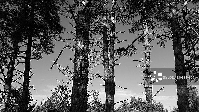 美国先锋公园自然中心，森林中树木的低角度视角图片素材