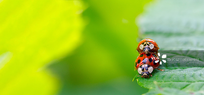 叶子上的瓢虫特写图片素材