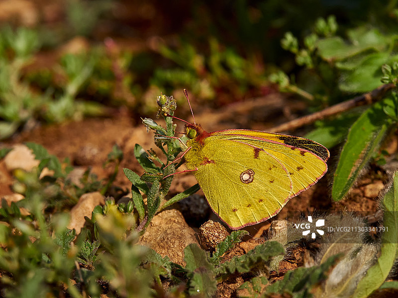 植物上的蝴蝶特写，西班牙巴伦西亚图片素材
