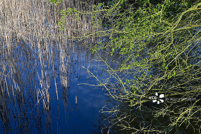 荷兰莱利斯塔德湖泊植物全画幅照片图片素材