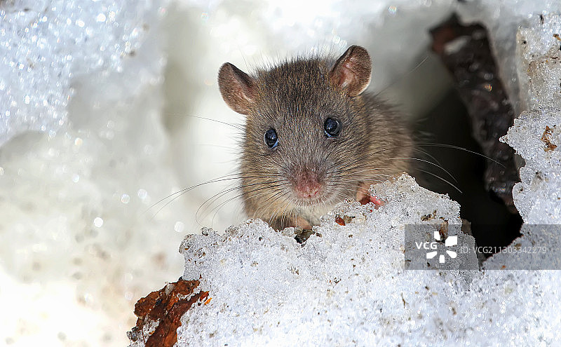雪地里啮齿动物特写图片素材