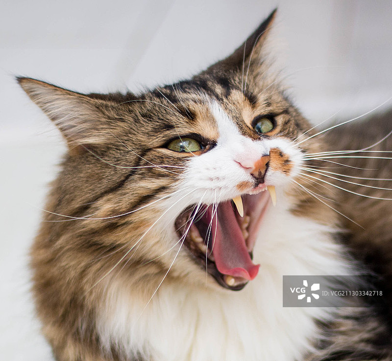 猫咪打哈欠的特写图片素材