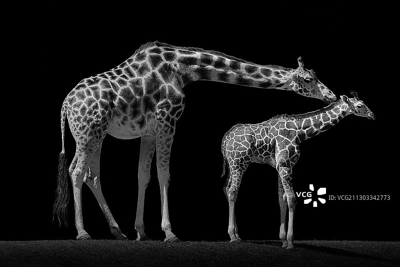 黑色背景前的两只斑马图片素材