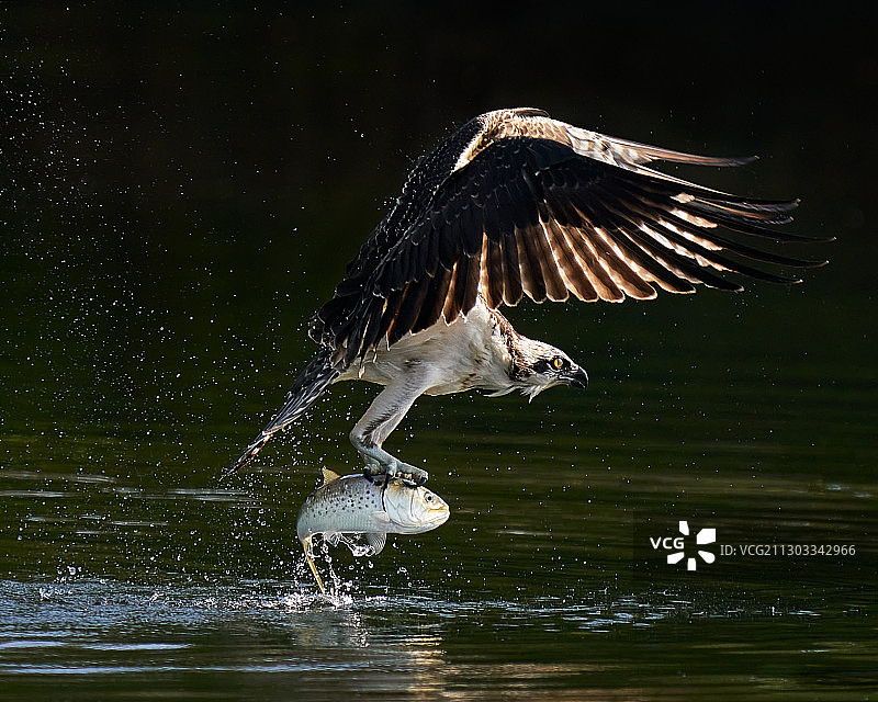 飞越湖面的老鹰特写图片素材