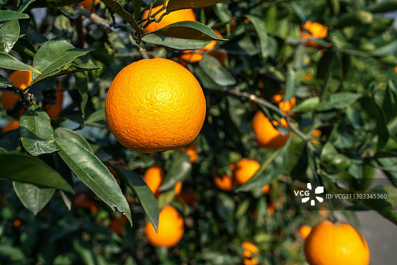 秭归九月红脐橙图片素材