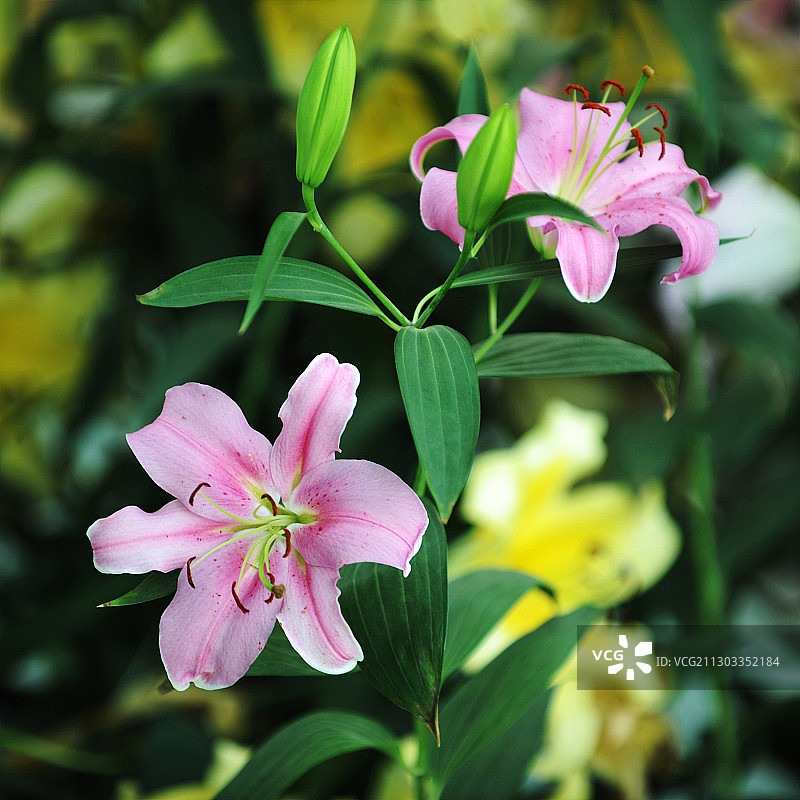 花卉，百合图片素材