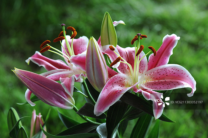 花卉，百合图片素材