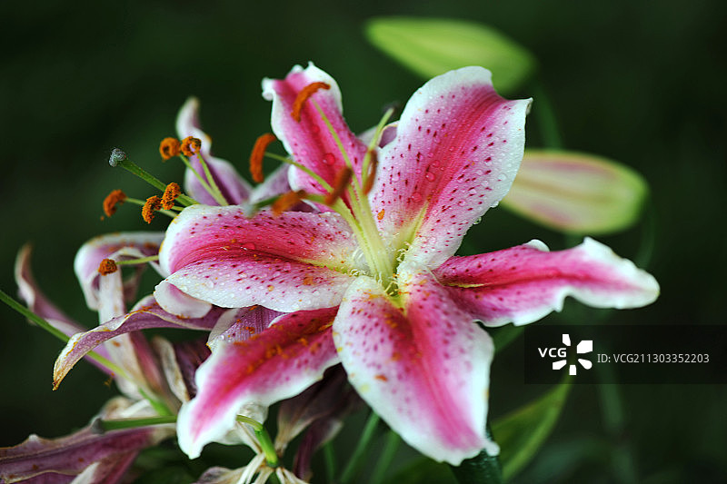 花卉，百合图片素材