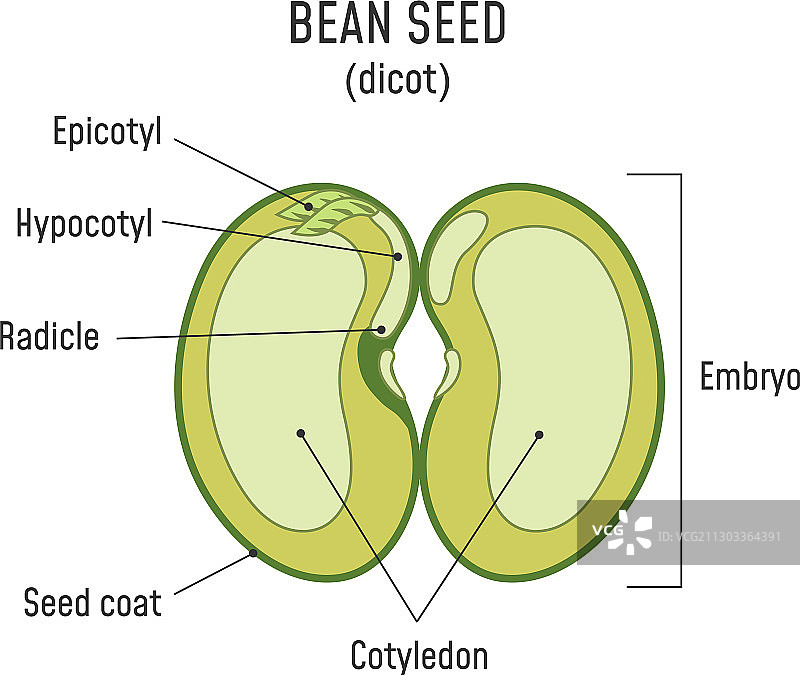 双子叶植物豆类种子结构解剖图片素材