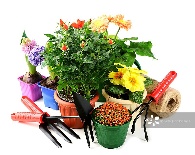 白色背景下的盆栽花卉特写图片素材