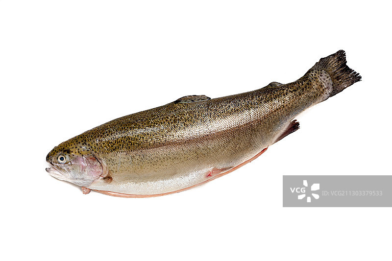 白色背景下的鱼特写图片素材