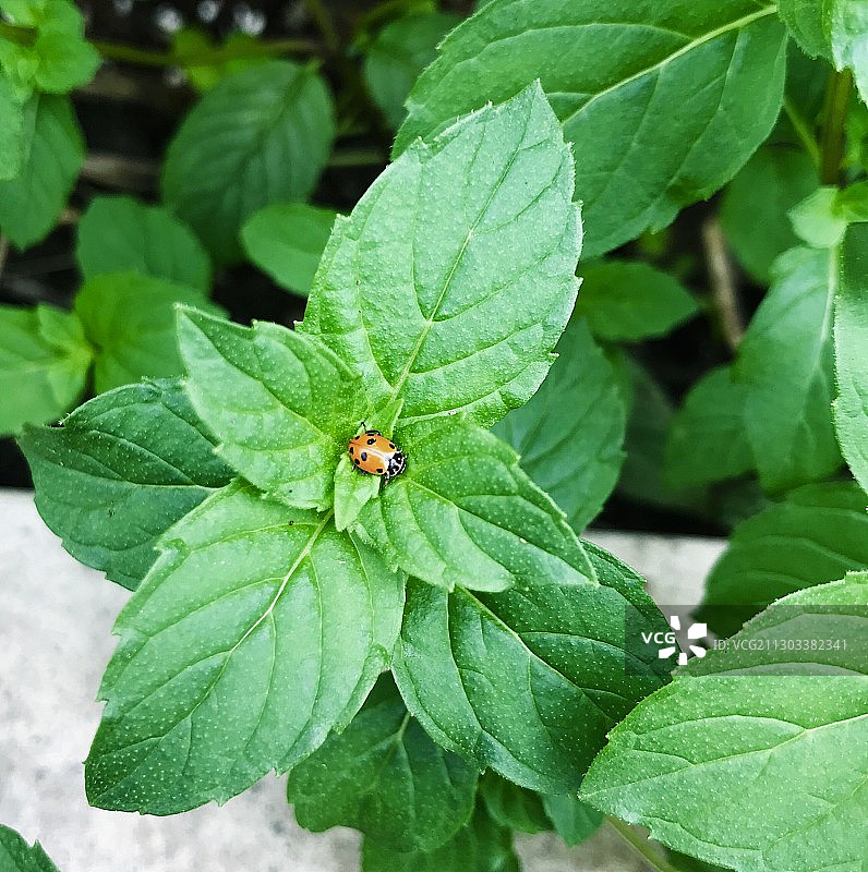 植物上瓢虫的俯视图图片素材