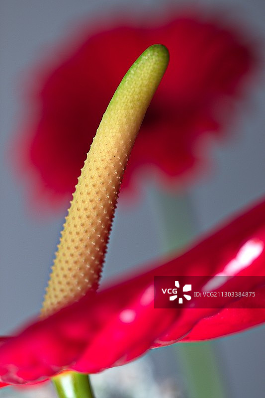 红花的特写图片素材