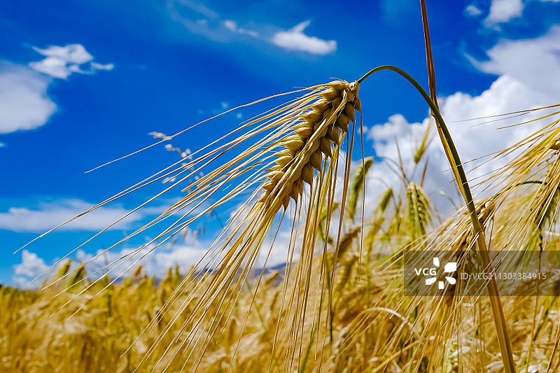 高原风光：秋天收获时节的青稞田野图片素材