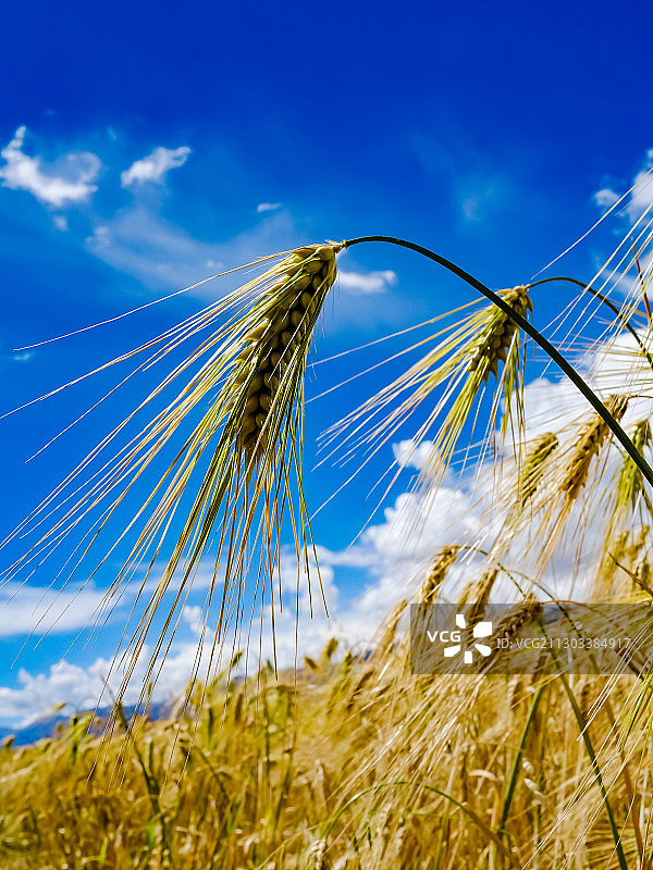 高原风光：秋天收获时节的青稞田野图片素材