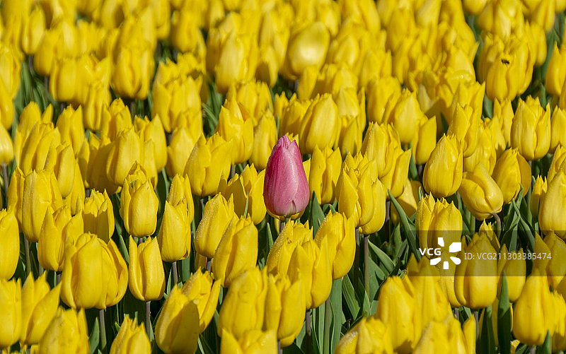 土耳其黄色郁金香特写图片素材