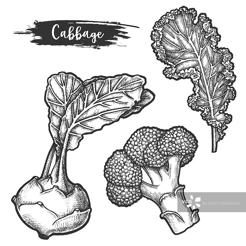 花椰菜根胚素描套装图片素材