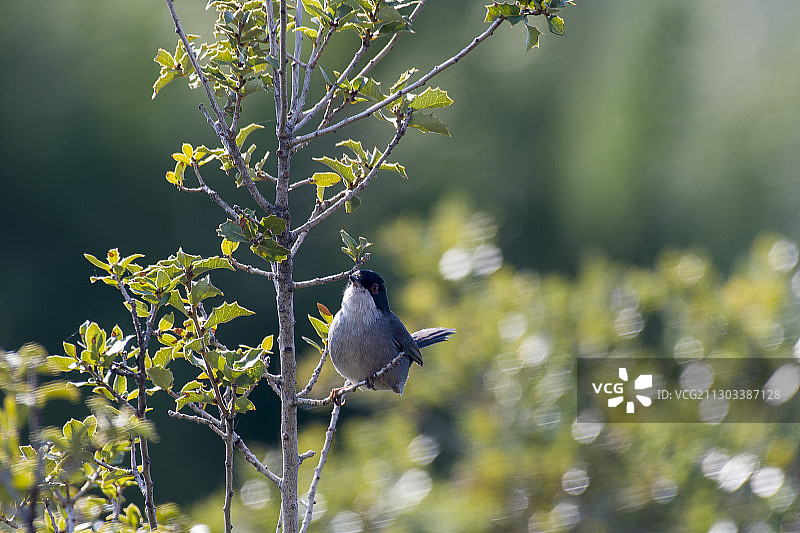 栖息在树上的鸟儿特写，土耳其图片素材